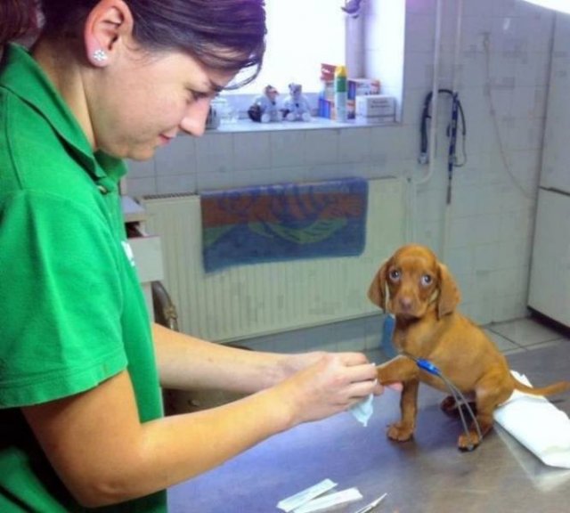 People Share Their Funny Pets (32 pics) People Share Their Funny Pets (32 pics)