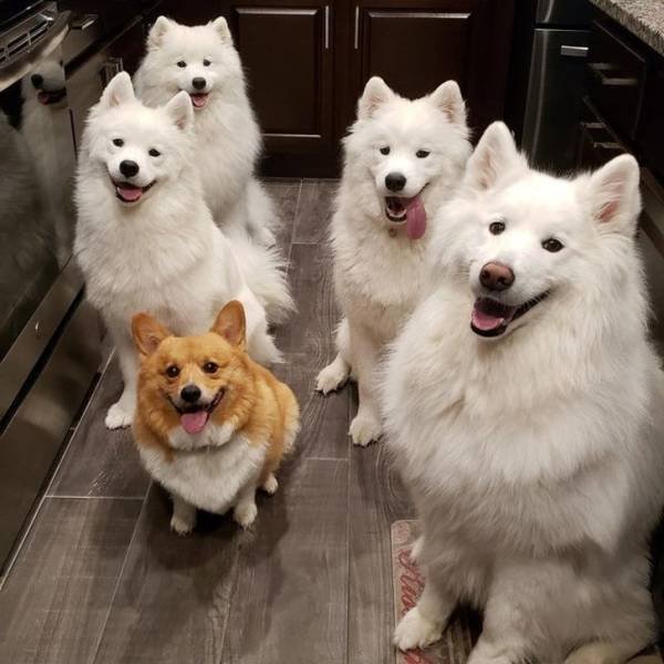 People Share Their Funny Pets (32 pics) People Share Their Funny Pets (32 pics)
