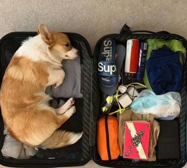 People Share Their Funny Pets (32 pics) People Share Their Funny Pets (32 pics)