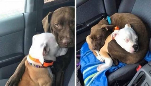 People Share Their Funny Pets (32 pics) People Share Their Funny Pets (32 pics)