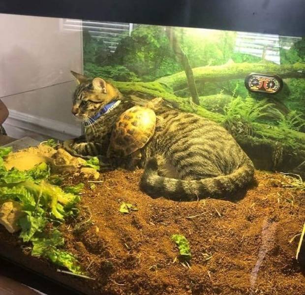 People Share Their Funny Pets (32 pics) People Share Their Funny Pets (32 pics)