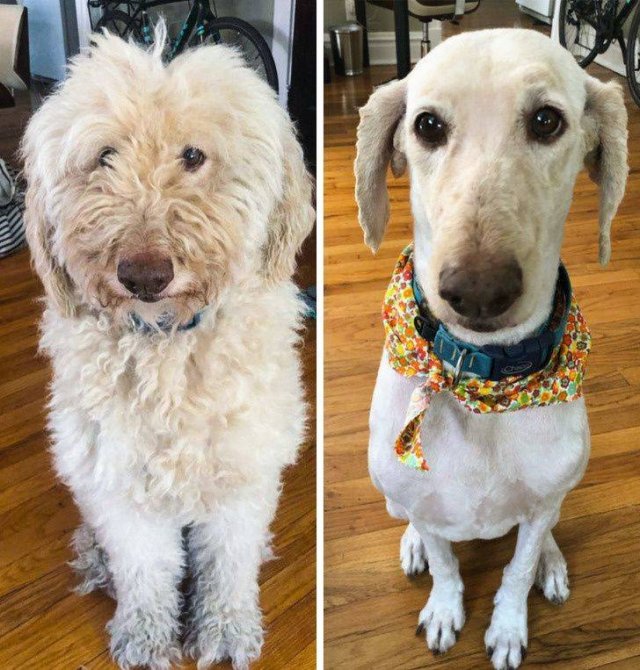 People Share Their Funny Pets (32 pics) People Share Their Funny Pets (32 pics)