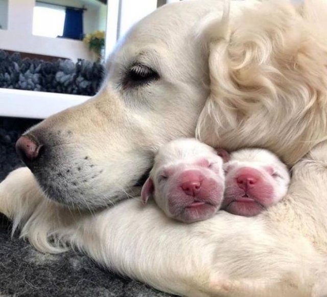 People Share Their Funny Pets (32 pics) People Share Their Funny Pets (32 pics)