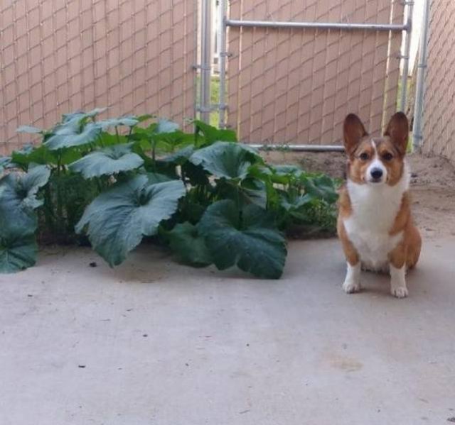 People Share Their Funny Pets (32 pics) People Share Their Funny Pets (32 pics)