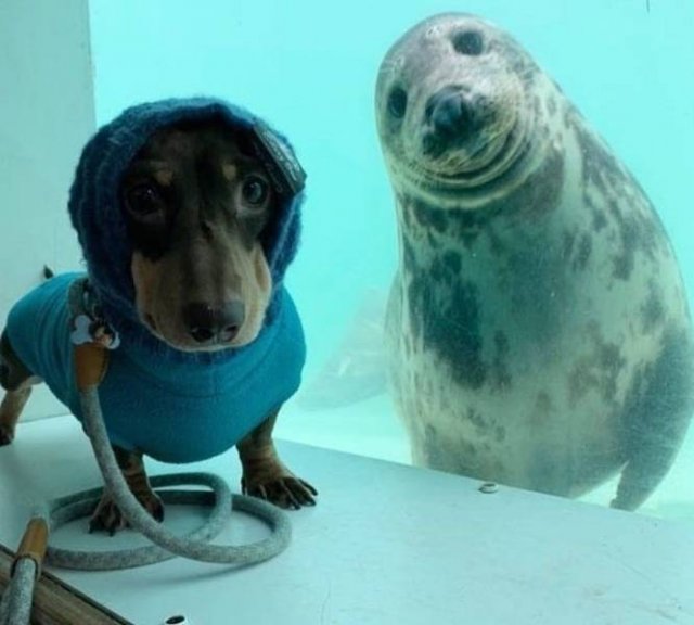 People Share Their Funny Pets (32 pics) People Share Their Funny Pets (32 pics)