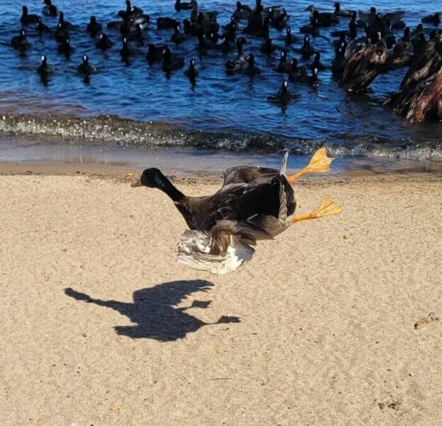 Funny And Unfortunate Wildlife Photos (24 pics) Funny And Unfortunate Wildlife Photos (24 pics)