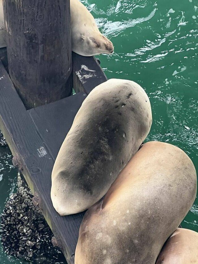 Funny And Unfortunate Wildlife Photos (24 pics)