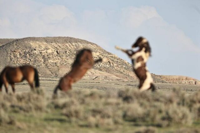 Funny And Unfortunate Wildlife Photos (24 pics) Funny And Unfortunate Wildlife Photos (24 pics)