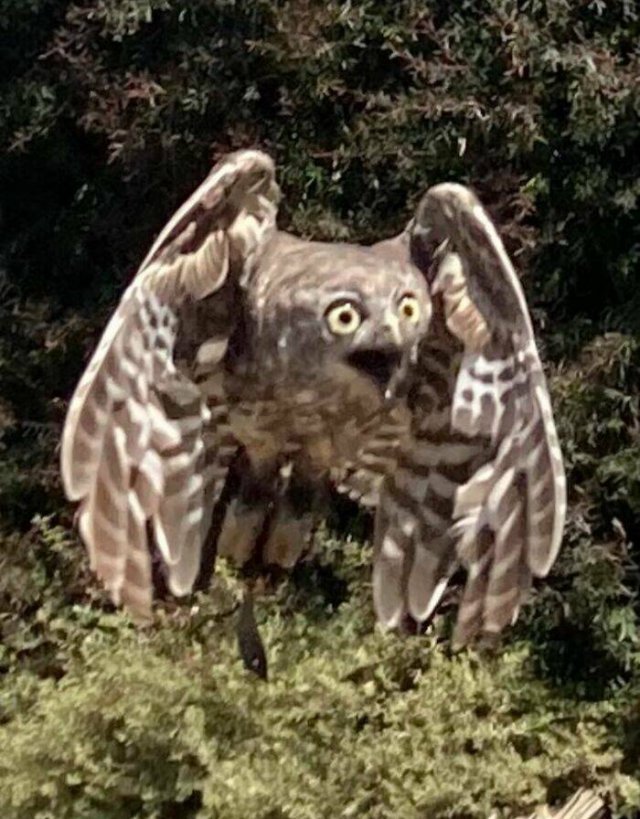 Funny And Unfortunate Wildlife Photos (24 pics) Funny And Unfortunate Wildlife Photos (24 pics)