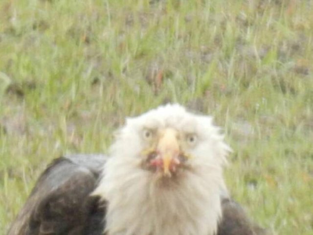 Funny And Unfortunate Wildlife Photos (24 pics) Funny And Unfortunate Wildlife Photos (24 pics)