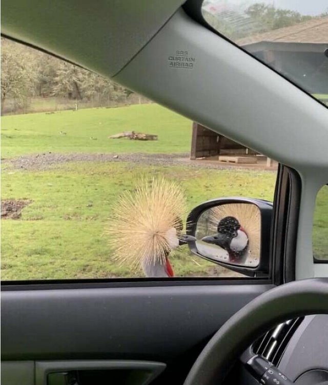 Funny And Unfortunate Wildlife Photos (24 pics)