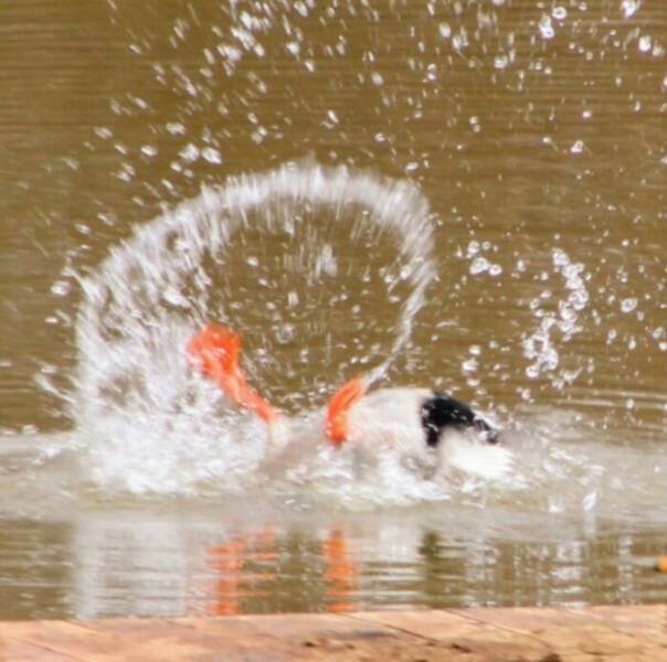 Funny And Unfortunate Wildlife Photos (24 pics)
