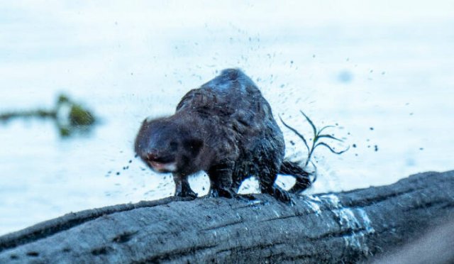 Funny And Unfortunate Wildlife Photos (24 pics) Funny And Unfortunate Wildlife Photos (24 pics)