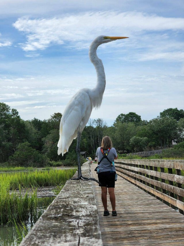 Funny And Unfortunate Wildlife Photos (24 pics) Funny And Unfortunate Wildlife Photos (24 pics)