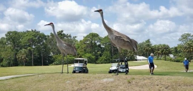 Funny And Unfortunate Wildlife Photos (24 pics)