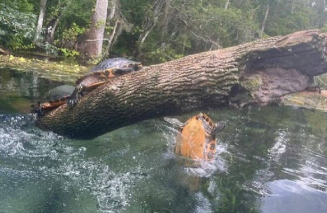 Funny And Unfortunate Wildlife Photos (24 pics)