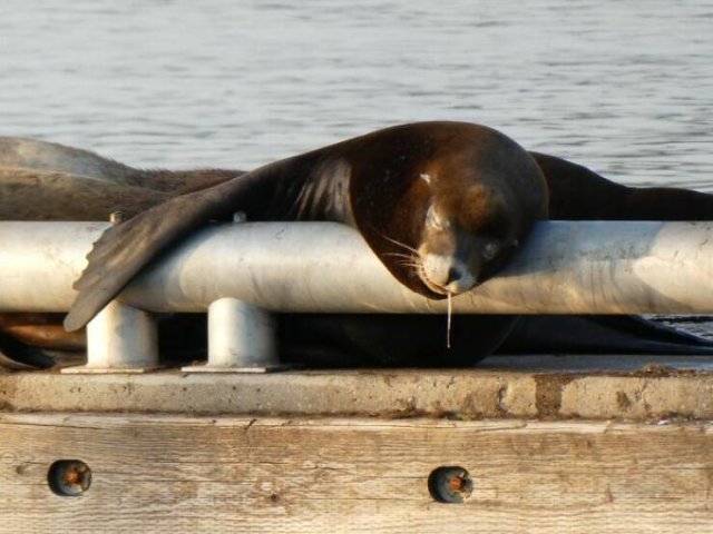 Funny And Unfortunate Wildlife Photos (24 pics) Funny And Unfortunate Wildlife Photos (24 pics)