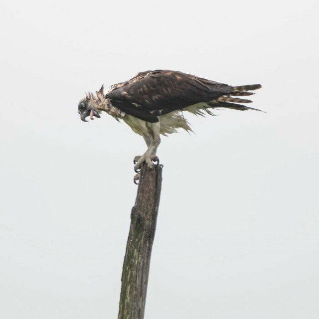 Funny And Unfortunate Wildlife Photos (24 pics)
