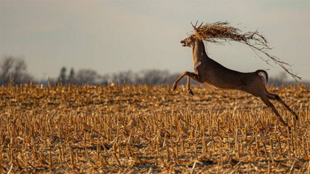 Funny And Unfortunate Wildlife Photos (24 pics) Funny And Unfortunate Wildlife Photos (24 pics)