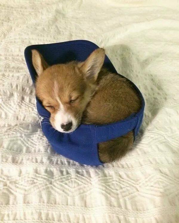 Funny Animals (24 pics)