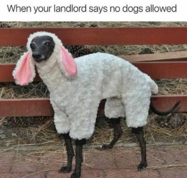 Funny Animals (24 pics)