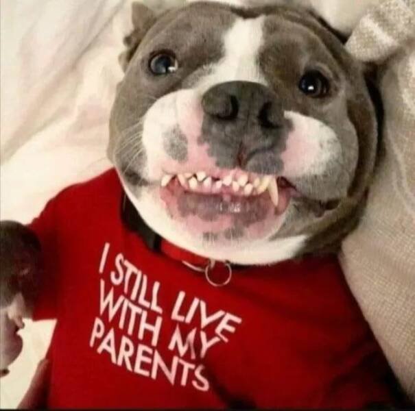 Funny Animals (24 pics)