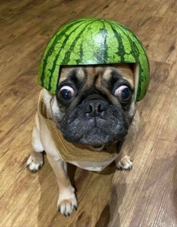 Funny Animals (24 pics)