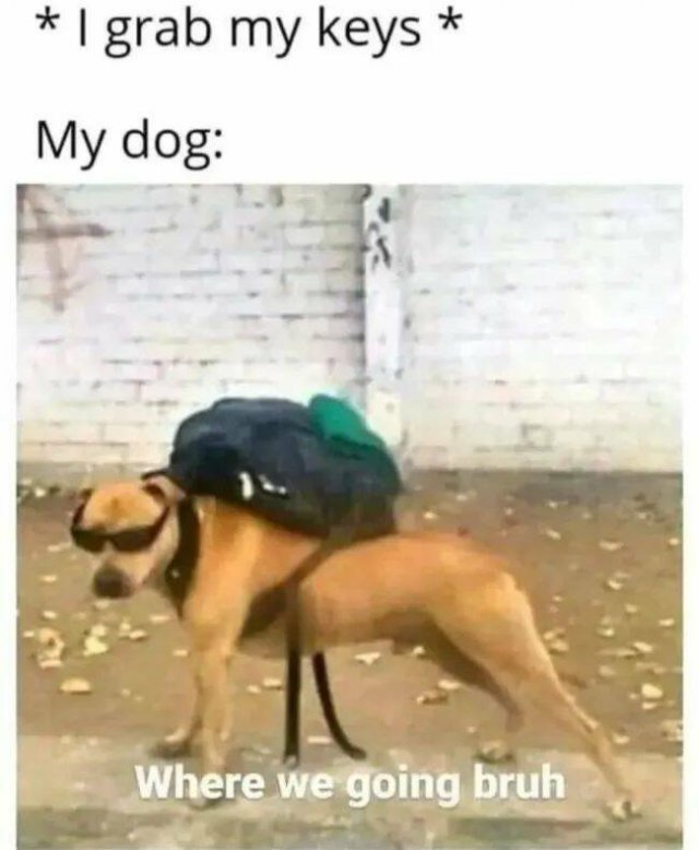 Funny Animals (24 pics)