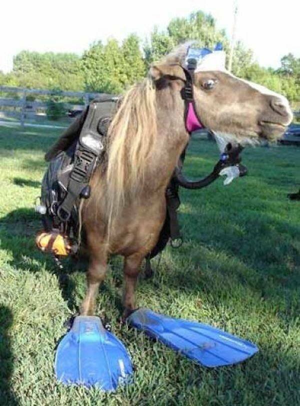 Funny Animals (24 pics)