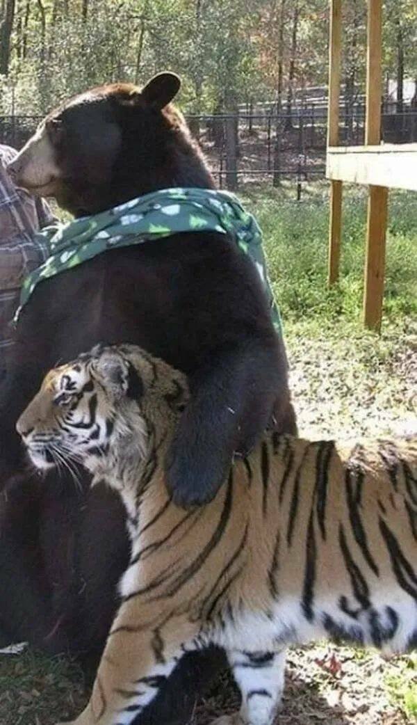 Funny Animals (24 pics)