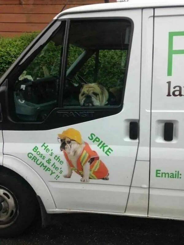 Funny Animals (24 pics)