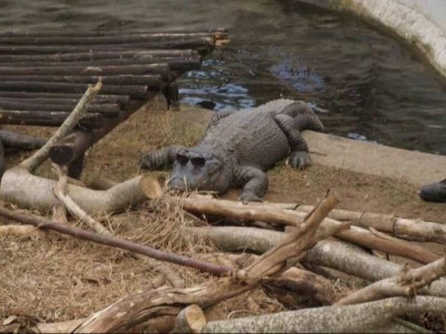 Funny Animals (24 pics)
