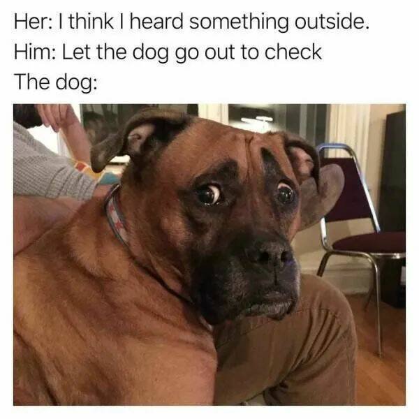 Funny Animals (24 pics)