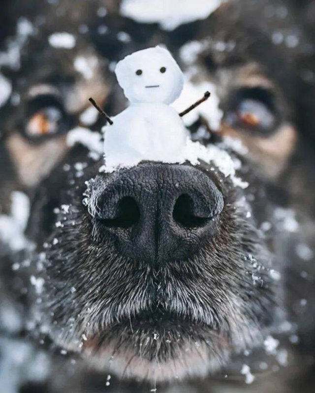 Funny Animals (24 pics)