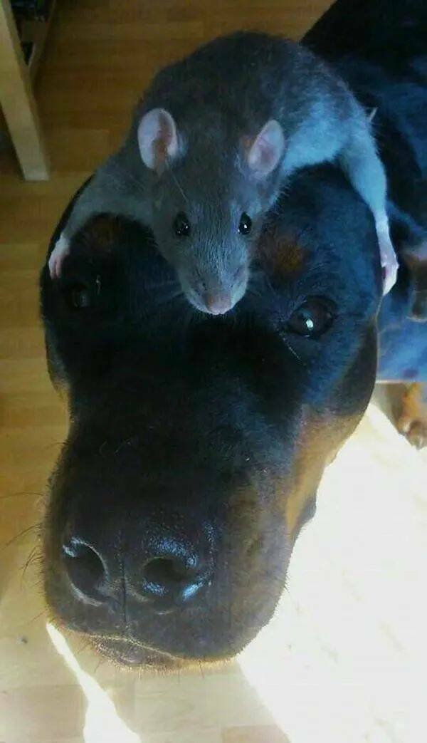 Funny Animals (24 pics)