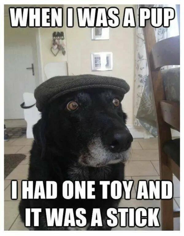 Funny Animals (24 pics)