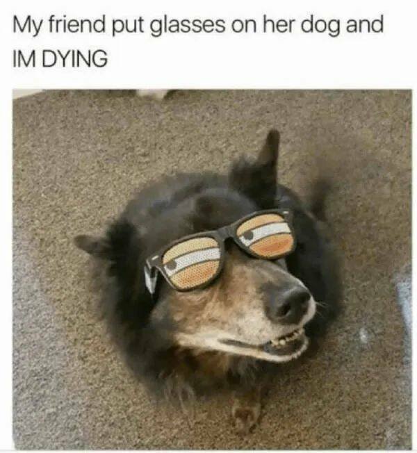Funny Animals (24 pics)