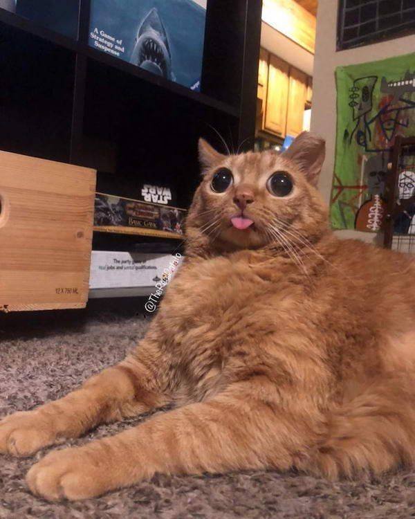 Funny Animals (43 pics)