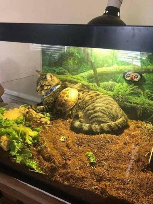 Funny Animals (43 pics)