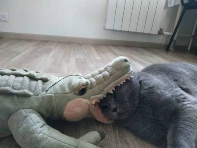 Funny Animals (43 pics)