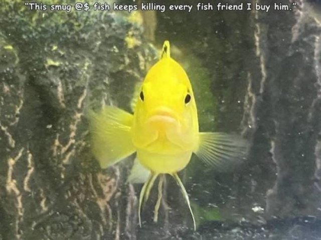 Funny Animals (43 pics)