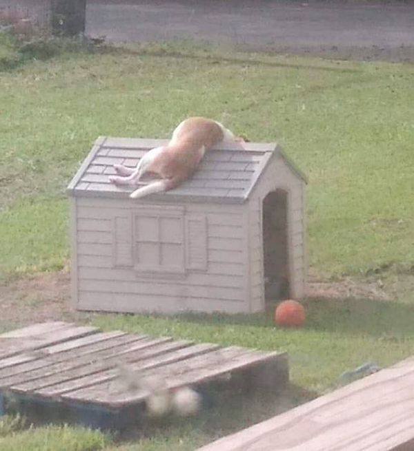 Funny Animals (43 pics)