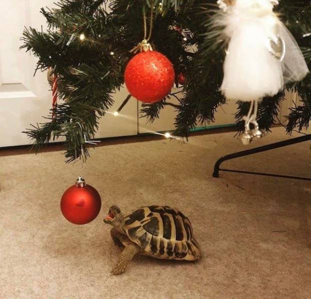 Funny Animals (43 pics)