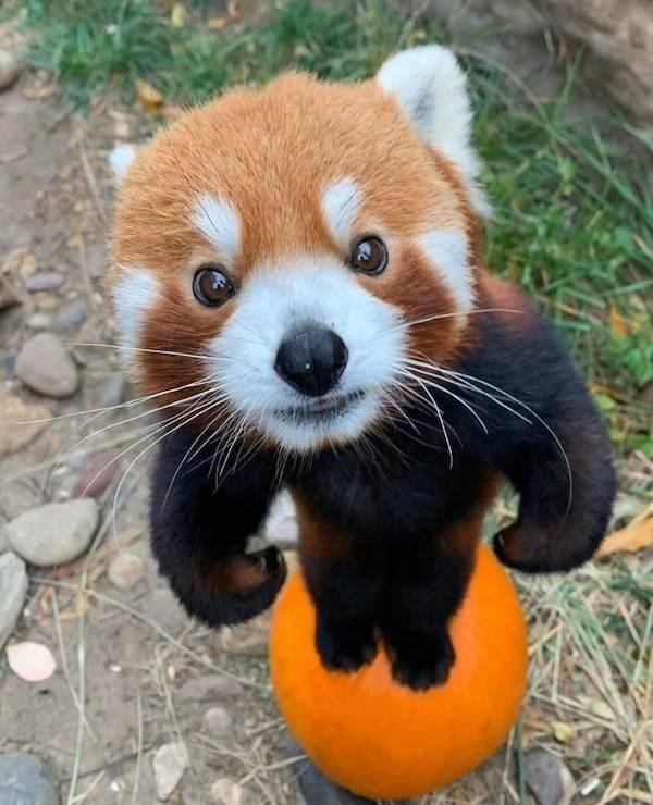 Funny Animals (43 pics)