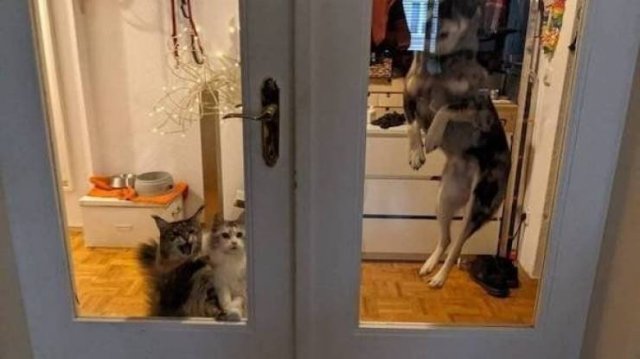Funny Animals (43 pics)
