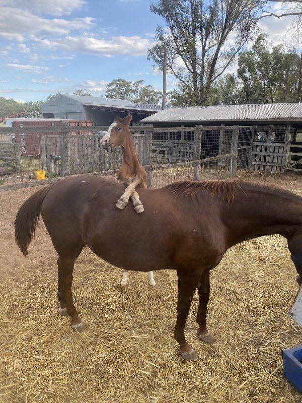 Funny Animals (43 pics)