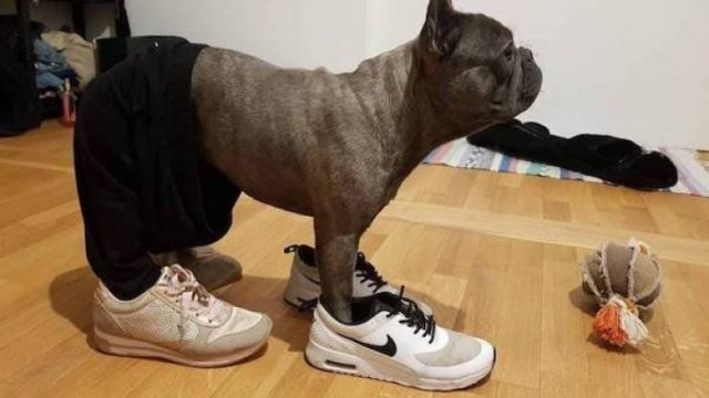 Funny Animals (43 pics)