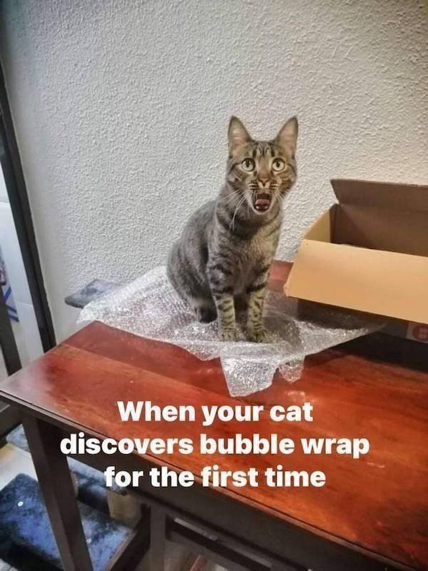 Funny Animals (43 pics)