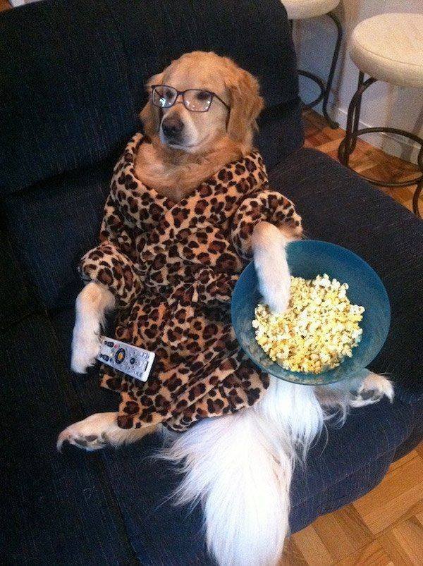 Funny Animals (43 pics)