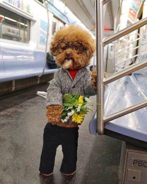 Funny Animals (43 pics)